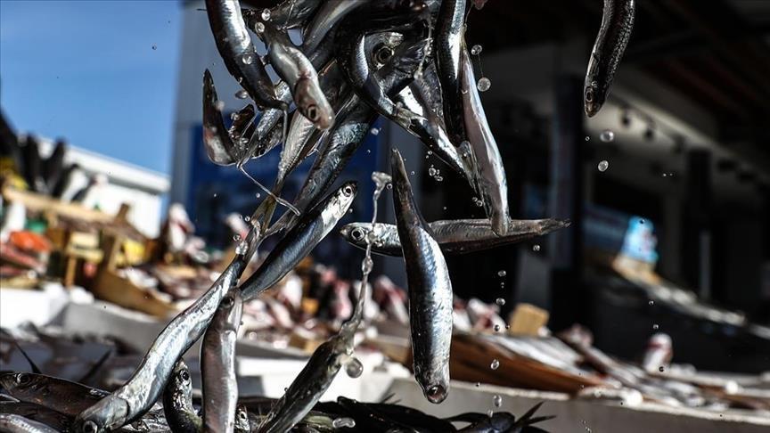 Export of fishery products up 17% in February