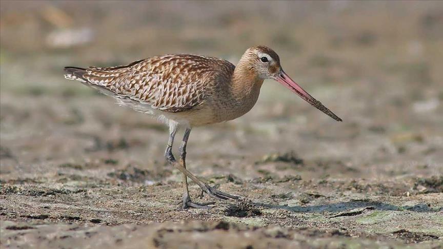 Mongolian plover latest species to be spotted in Hatay province