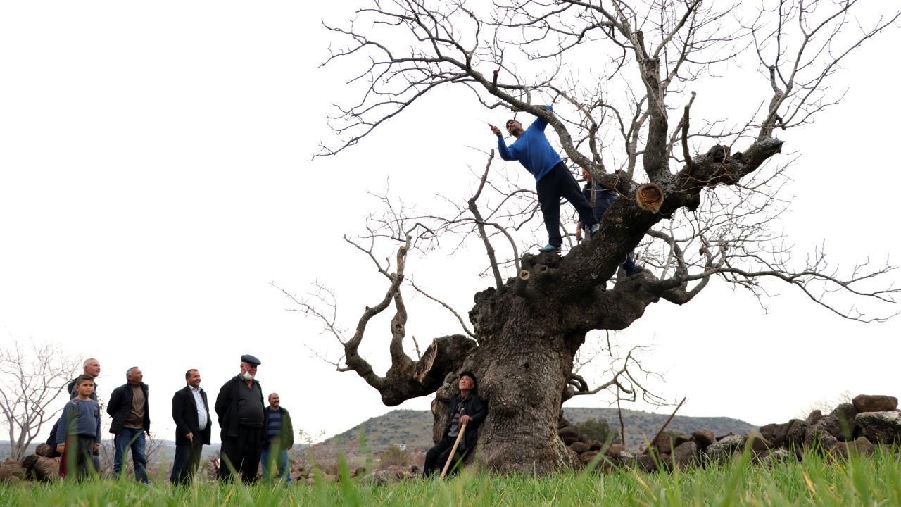 Residents care for six-century-old tree