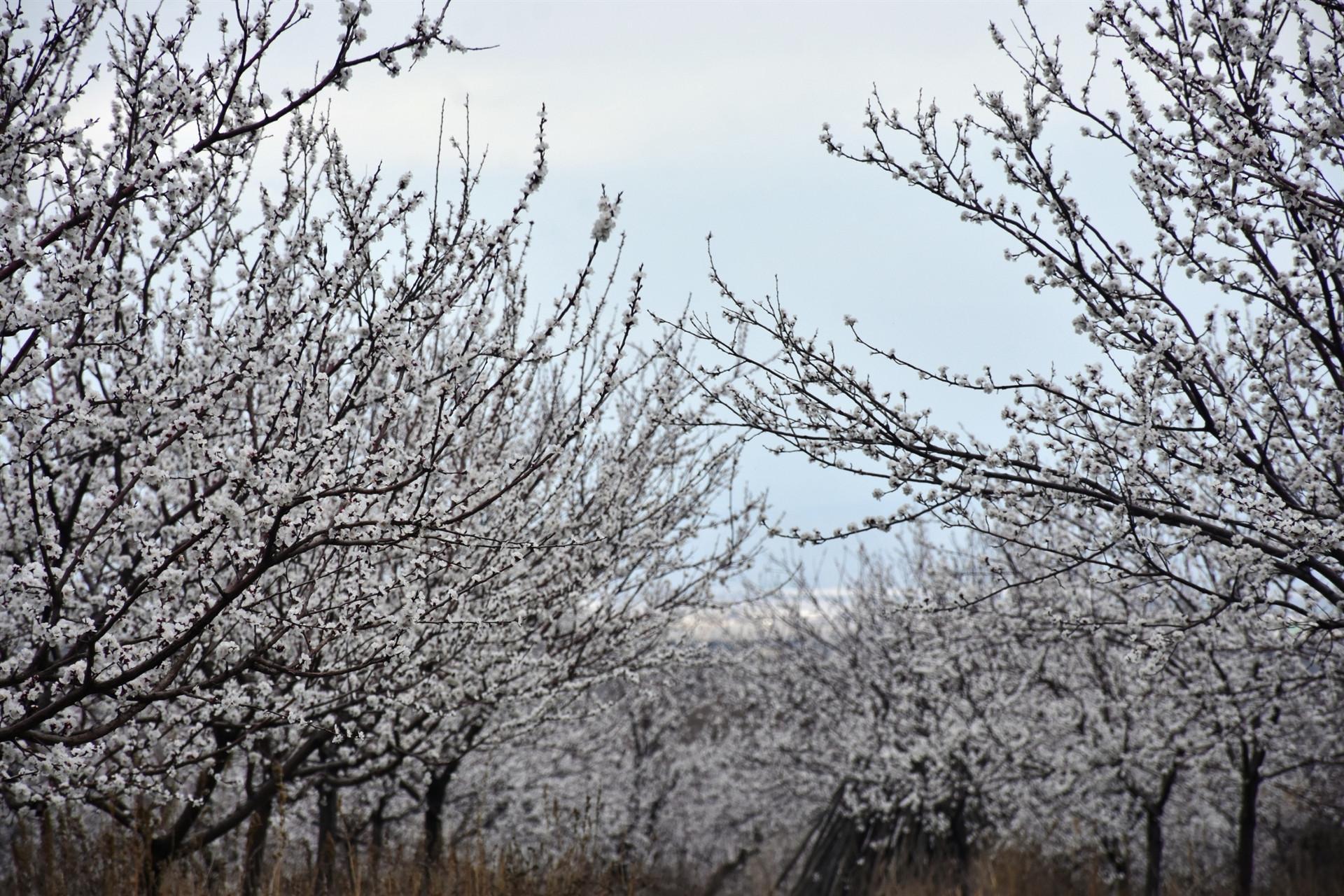Three-day festival to spotlight apricots
