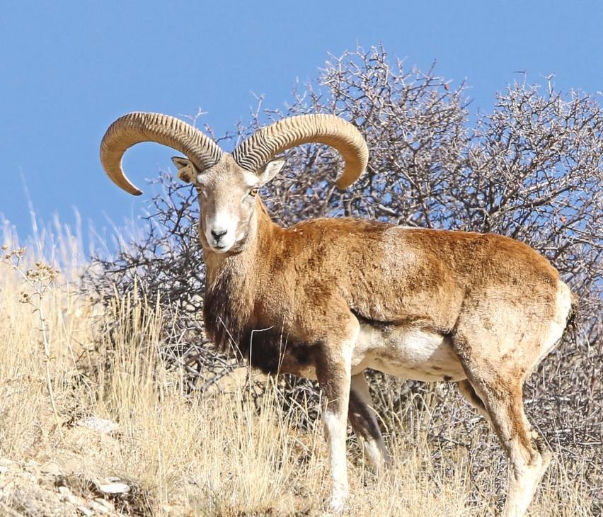 Ministry increases fines for illegal hunting of wild animals