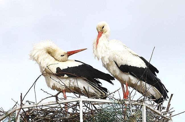 Stork population to be protected with artificial nests
