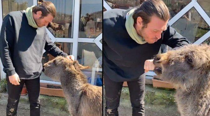 Famous Turkish actor adopts donkey foal