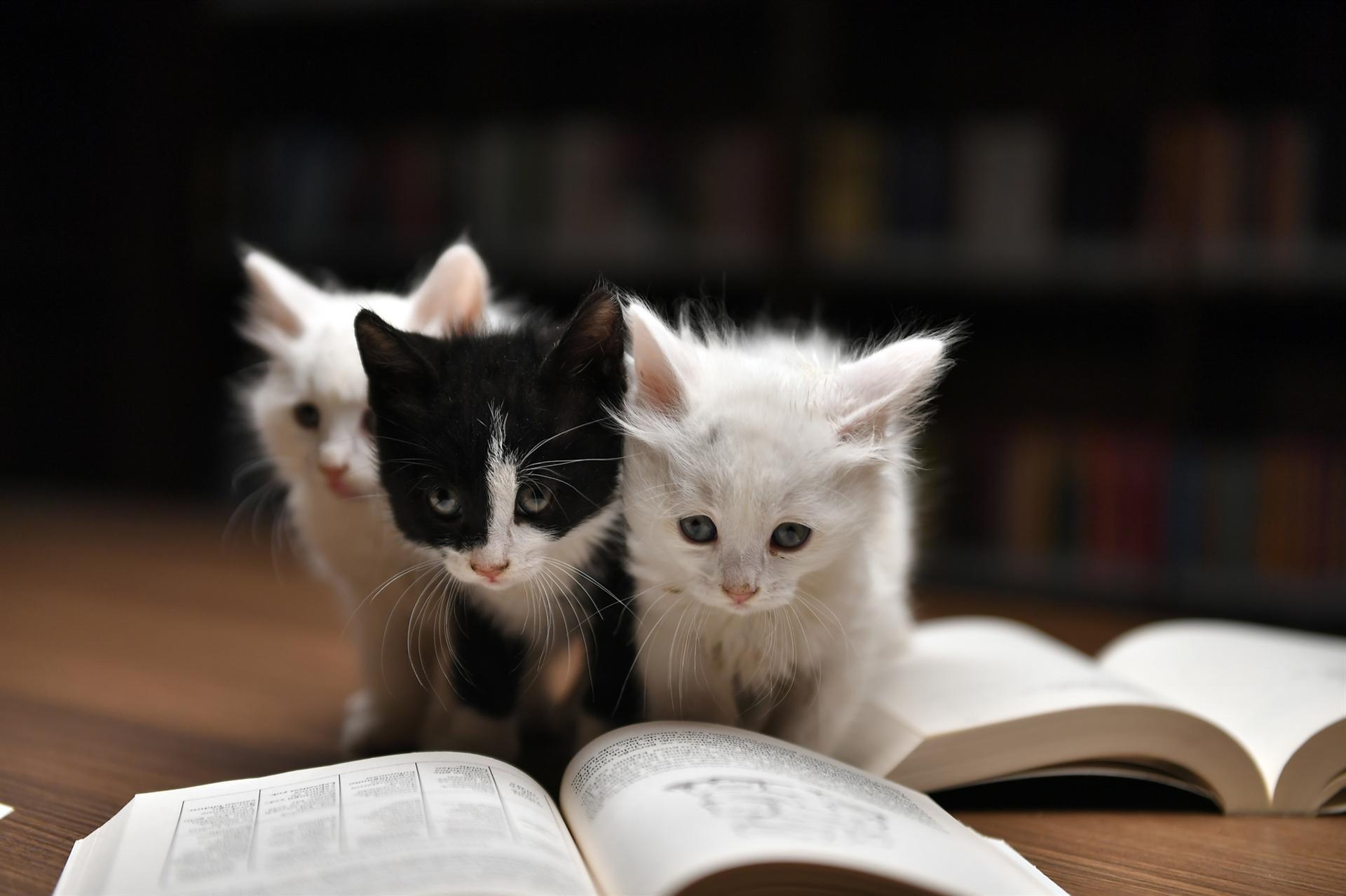 Institute classifies cats as alien invasive species