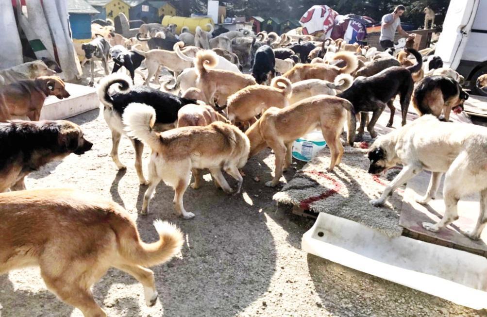 Turkish animal rescue hosts 700 mostly disabled dogs