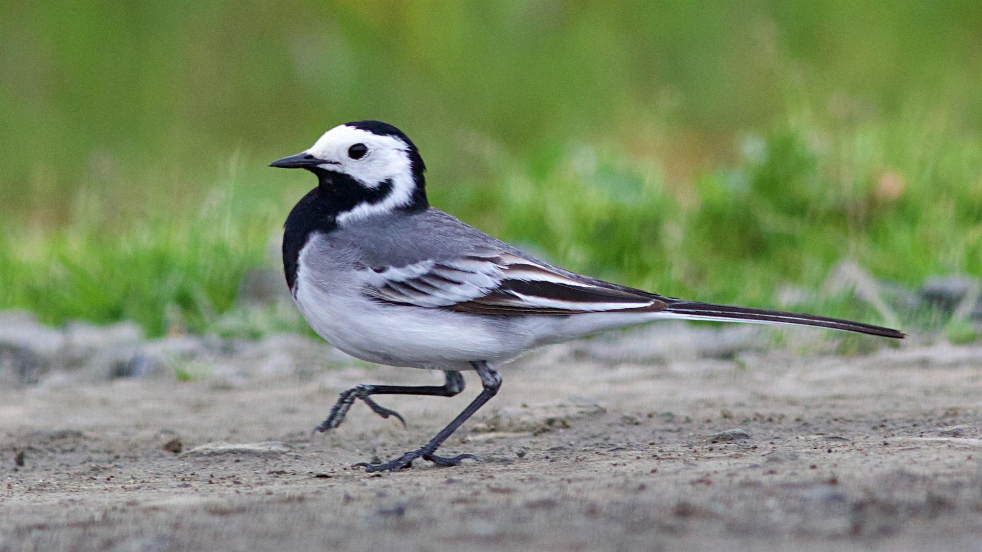 Bird sanctuary finally welcomes its wayworn guests
