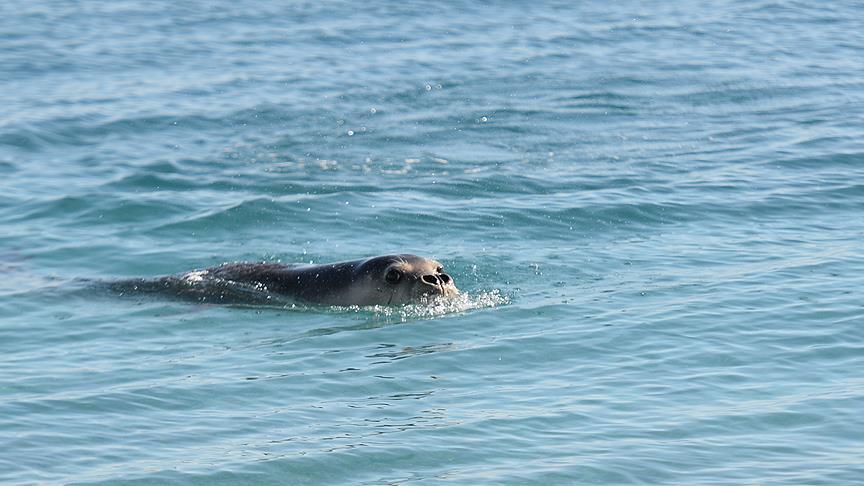 Endangered monk seals spotted along Turkish Cypriot coast