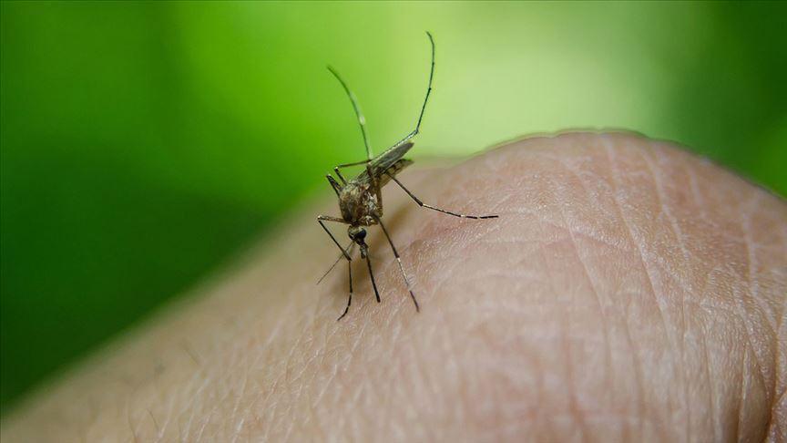 Istanbul to fight mosquitoes via mobile app