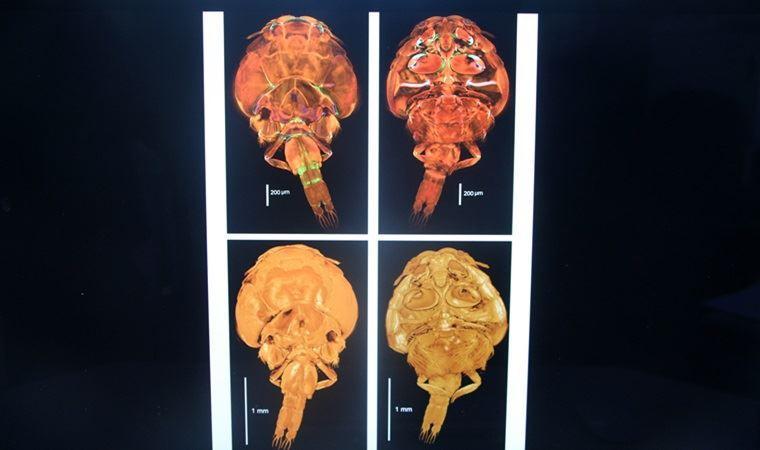 Newly detected fish-dwelling parasite named after Turkey’s Adana province
