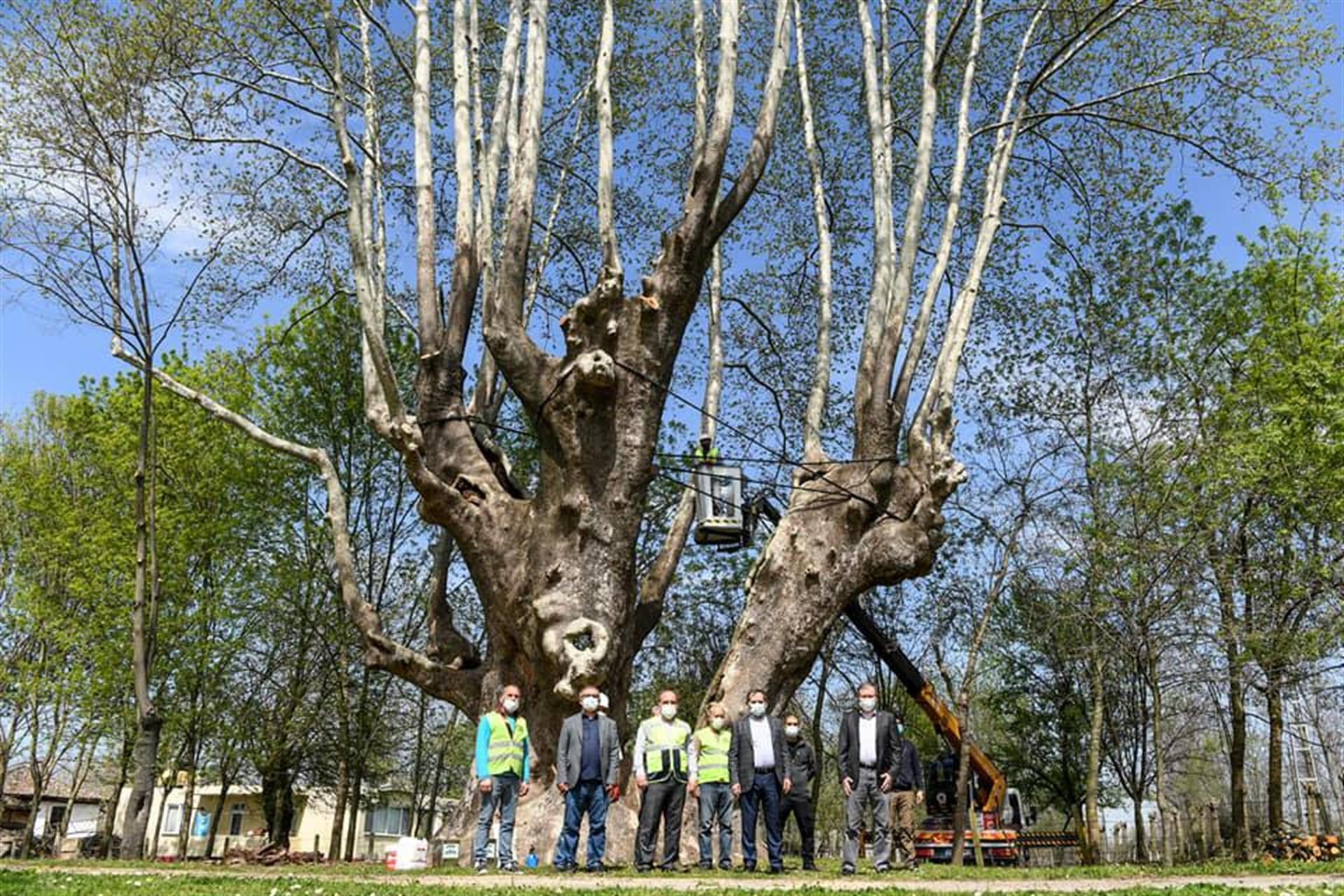 Officials carry out works to save 1,100-year-old tree