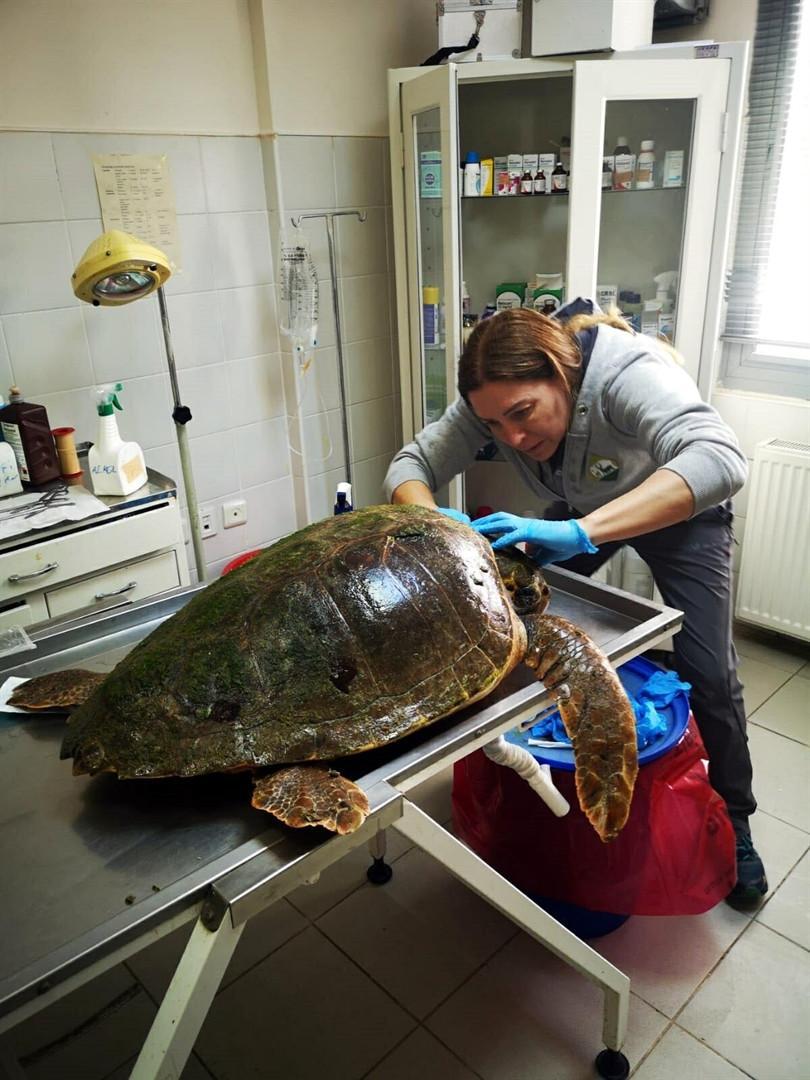 Officials save life of severely wounded Caretta caretta