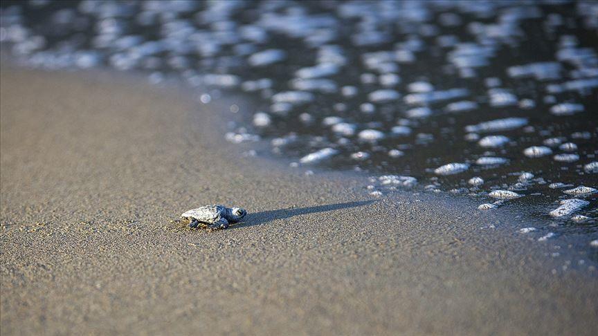 İztuzu beach welcomes endangered sea turtles
