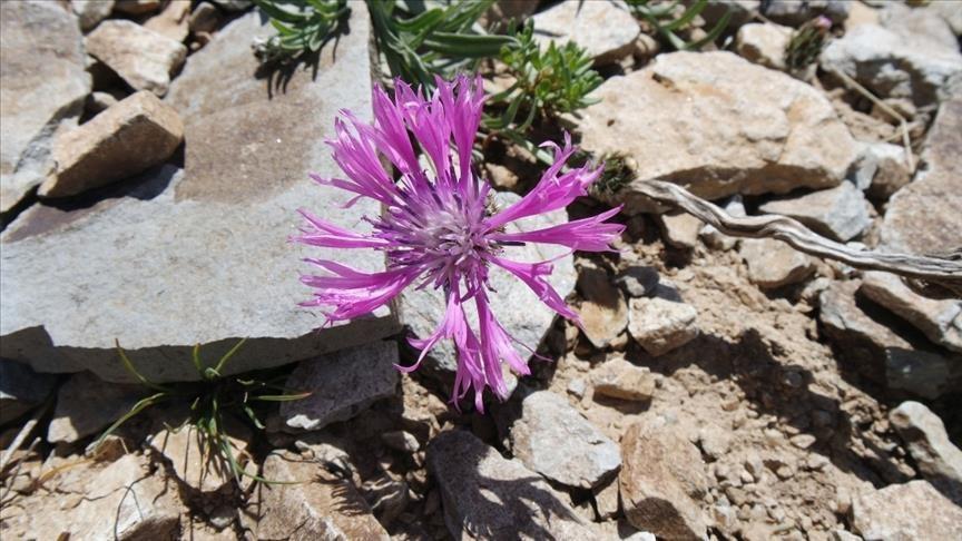 New cornflower species discovered in eastern Turkey