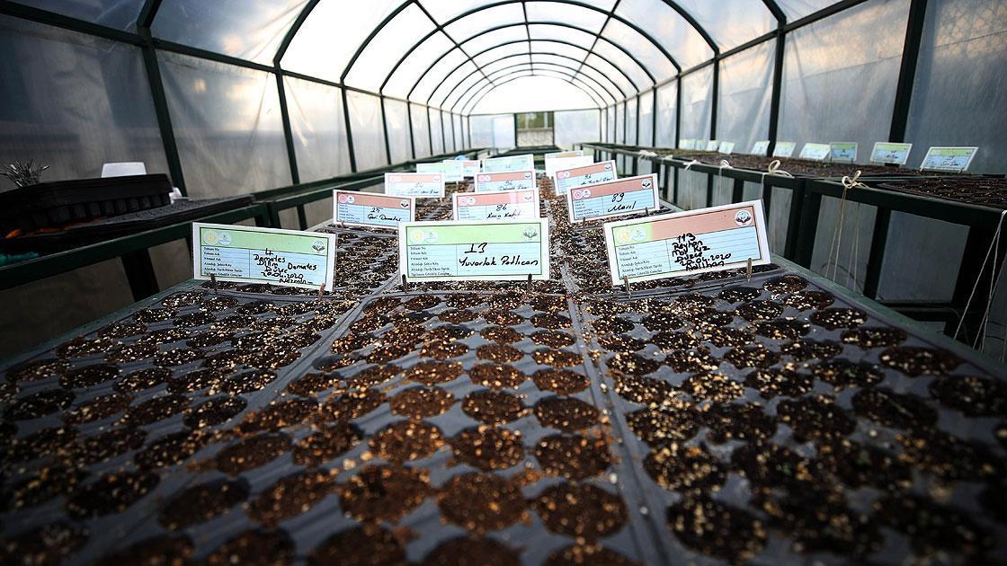 Ministry protects all plants seeds of Turkey’s flora in 32 gene banks