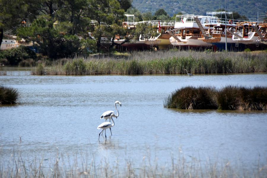 Two flamingos choose to stay back in Demre’s bird sanctuary