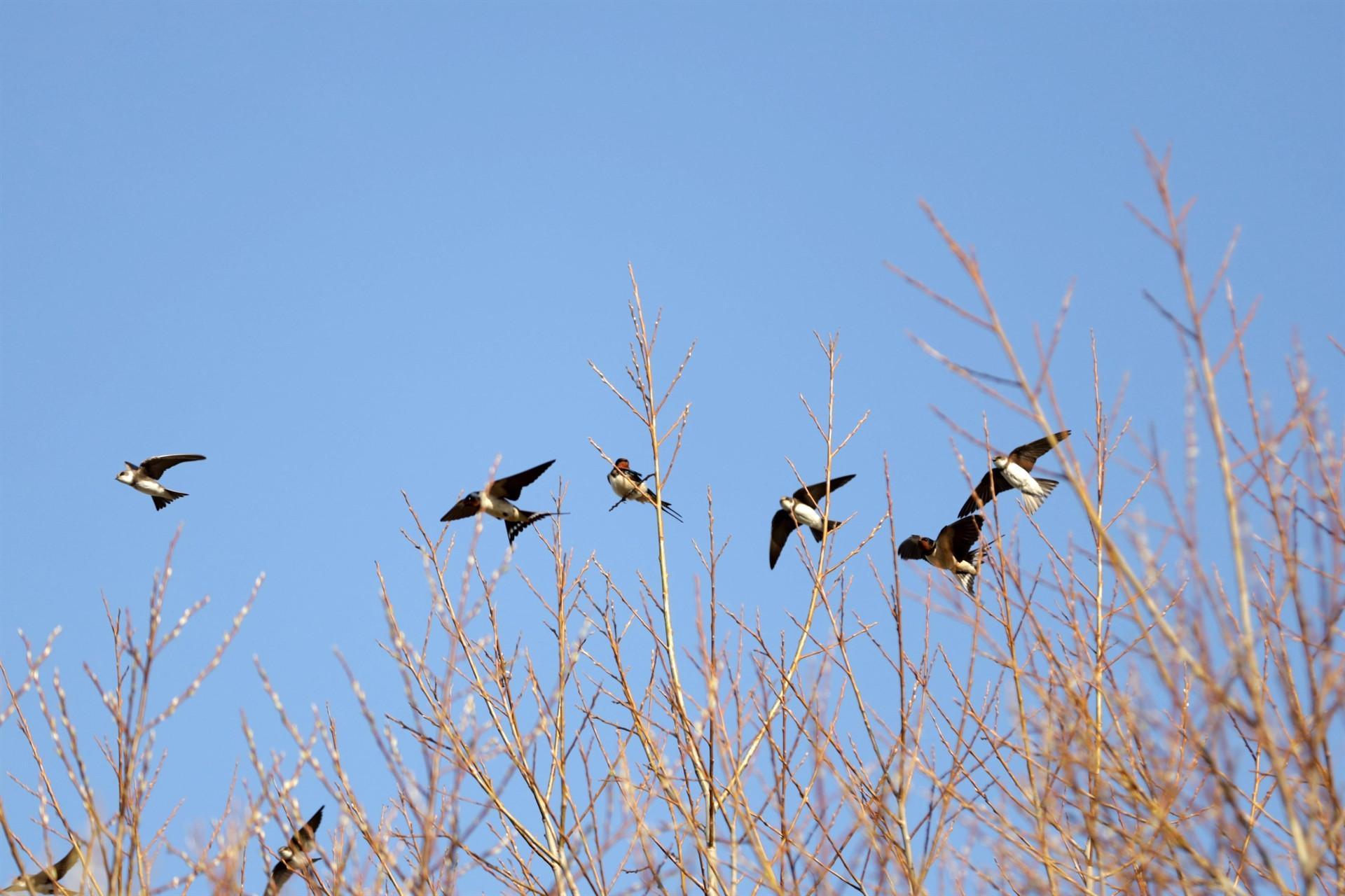 Yeniçağa Lake hosts bird watchers, photographers