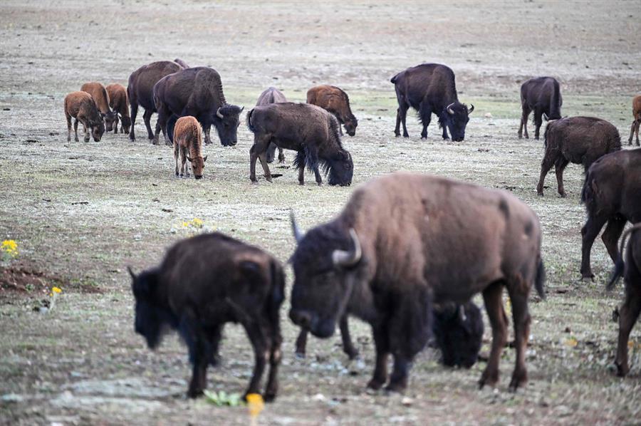 More than 45,000 people volunteer to kill 12 bison in US national park