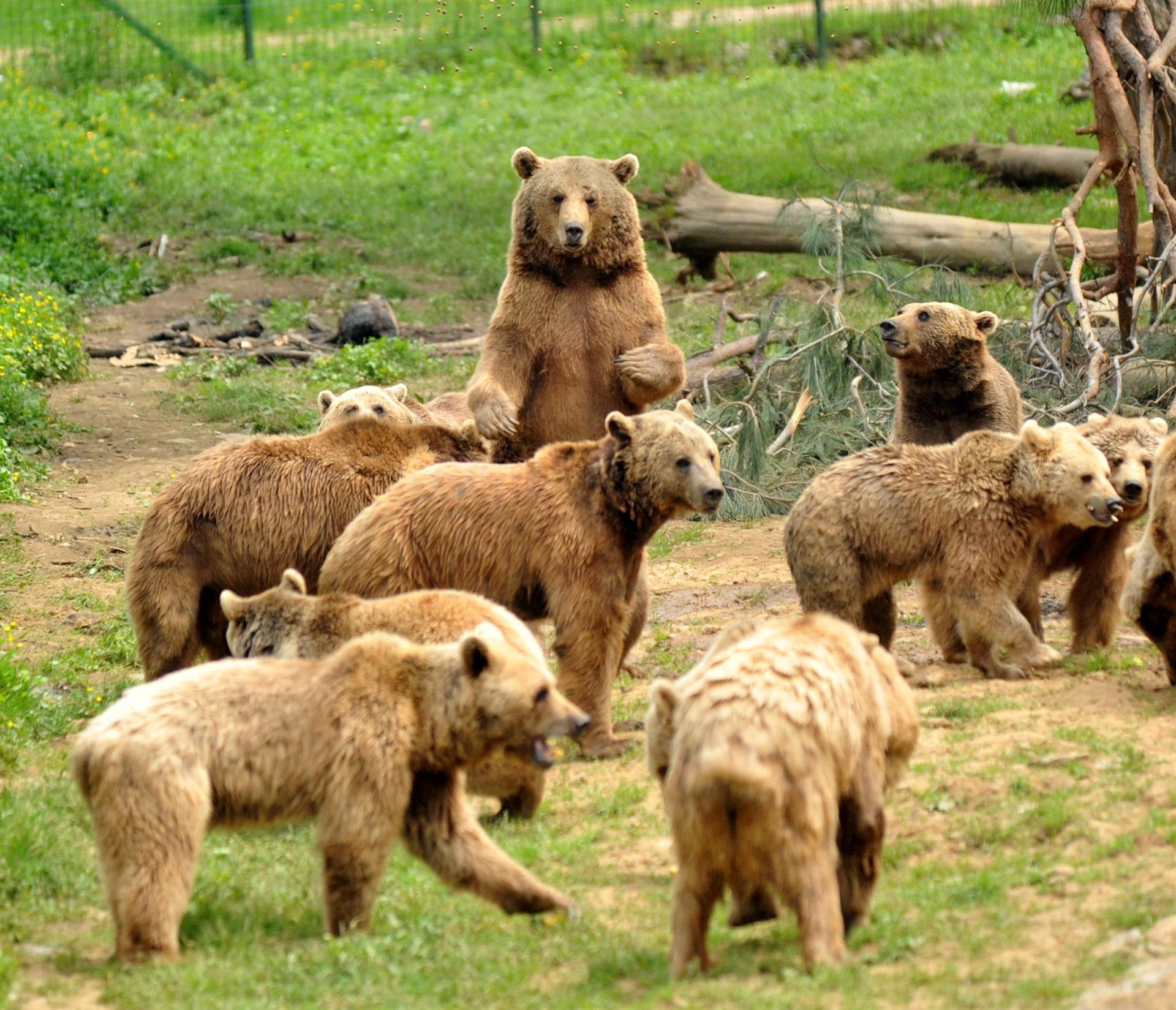 Last dancer bear Brütüs surviving in Ovakorusu Shelter