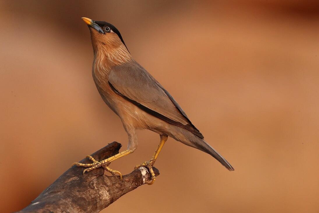 Some 289 bird species observed in Turkey this year