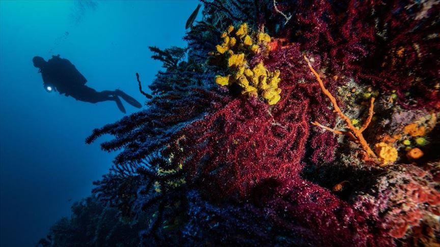 Resort town ready to welcome diving enthusiasts in new season