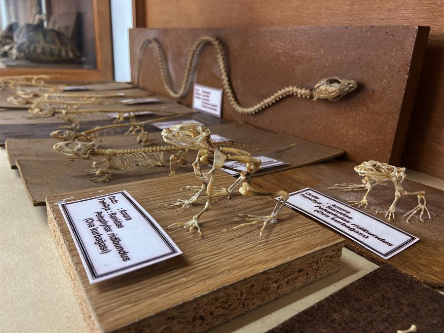 Museum displays skeletons of vertebrates