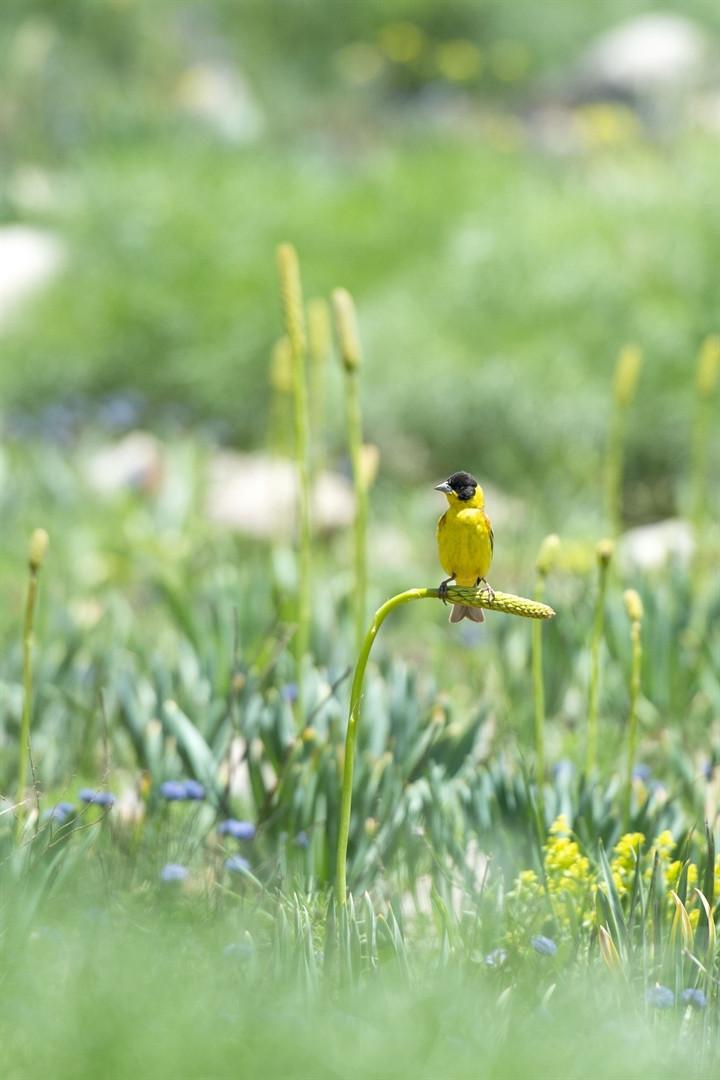 Turkey’s most biodiverse national park attracts shutterbugs