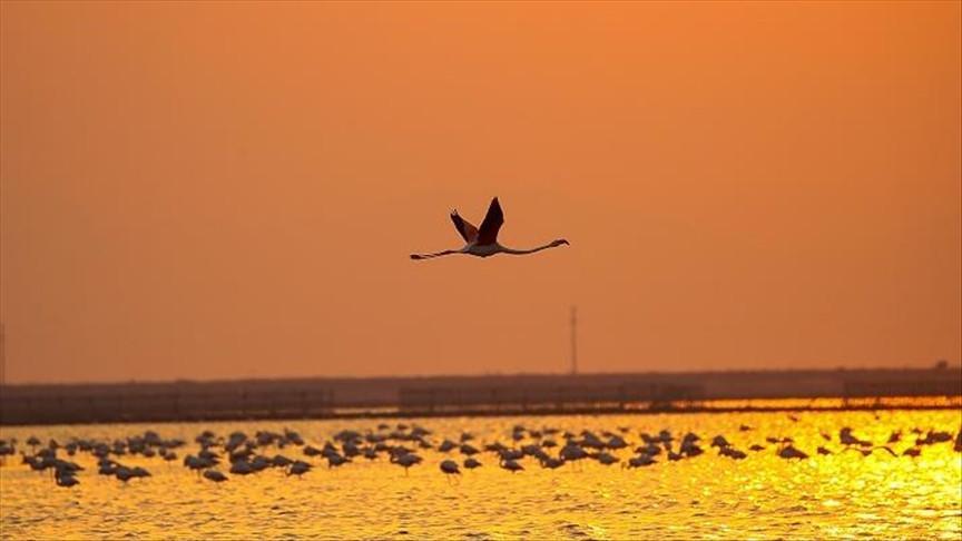 Flamingos captivate as they return to breeding island in western Turkey