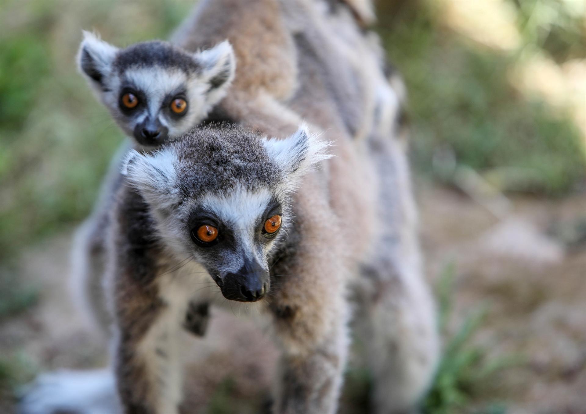 Antalya zoo home to newborn species