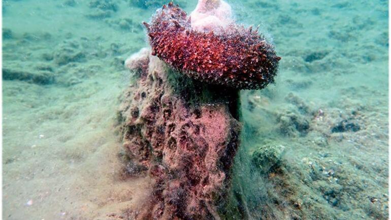 Three spots on Marmara’s seabed fully covered with mucilage: Expert