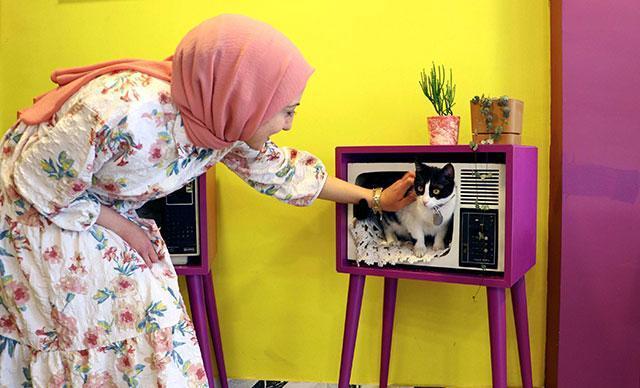 Ankara’s first cat café reopens