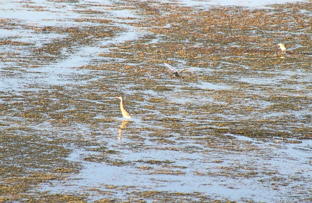 Lake Beyşehir hosts bird watchers, photographers