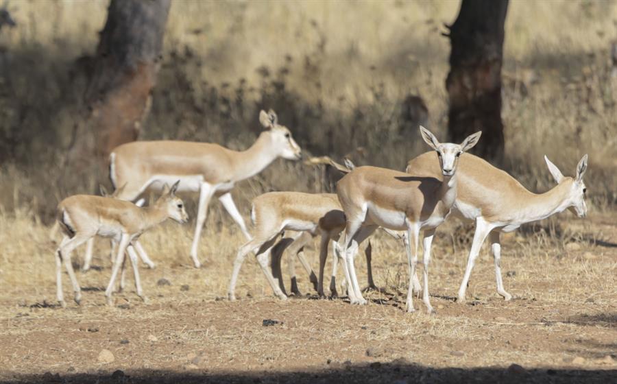Gazelle population growing in Turkey’s south after protection efforts