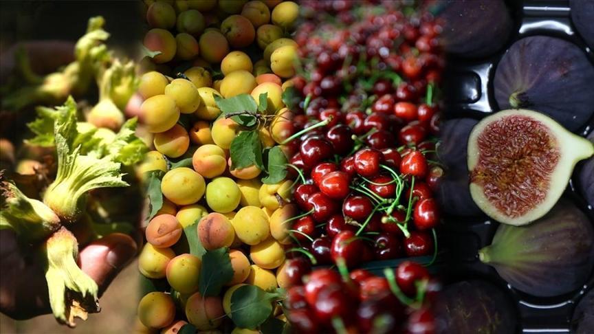 Turkey worlds largest hazelnut, cherry, fig, apricot, quince producer