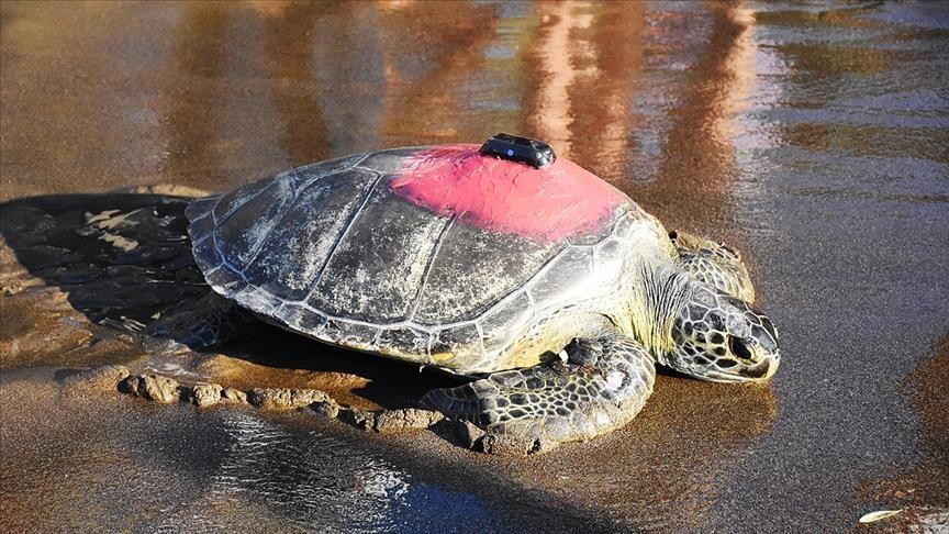Green turtle tracked with device