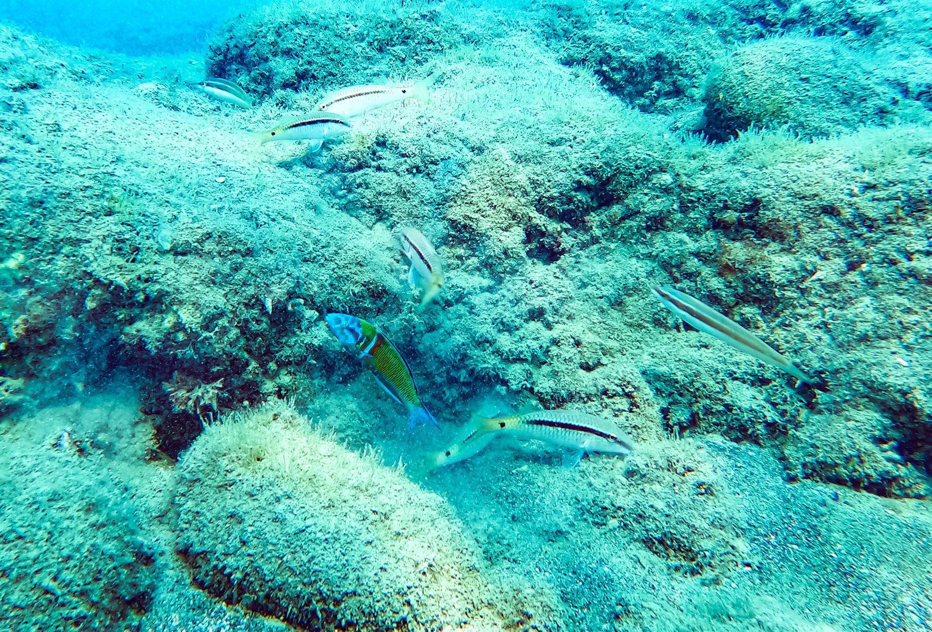 Eastern Mediterranean attracts diving enthusiasts