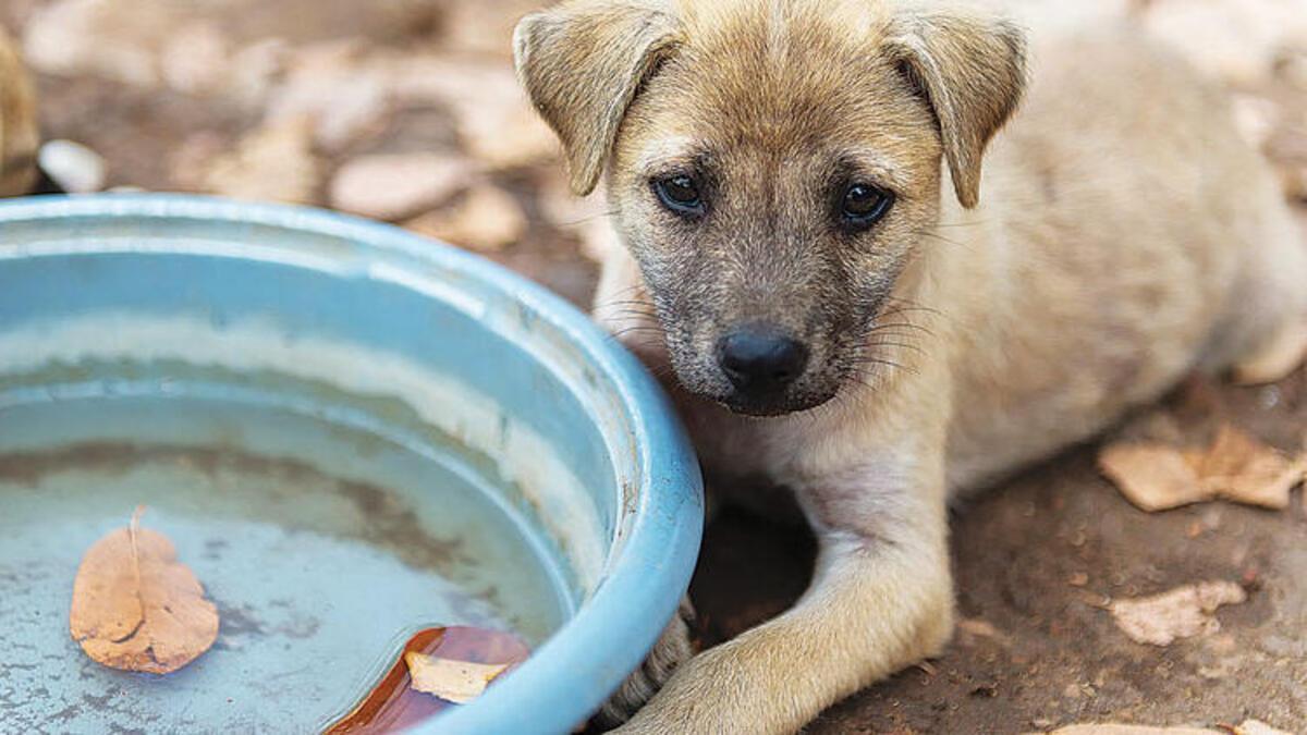 NGO demands to expand scope of new animal rights law