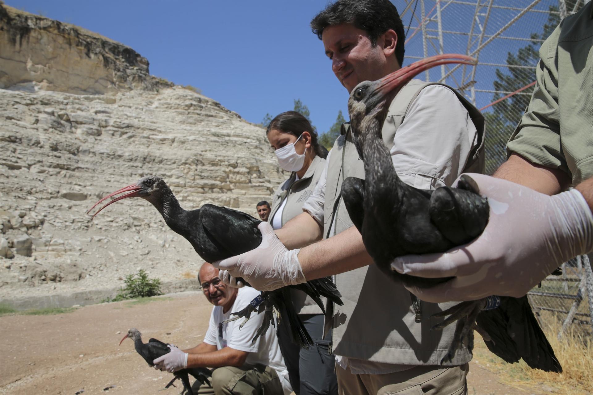 Endangered bald ibis birds released into wild
