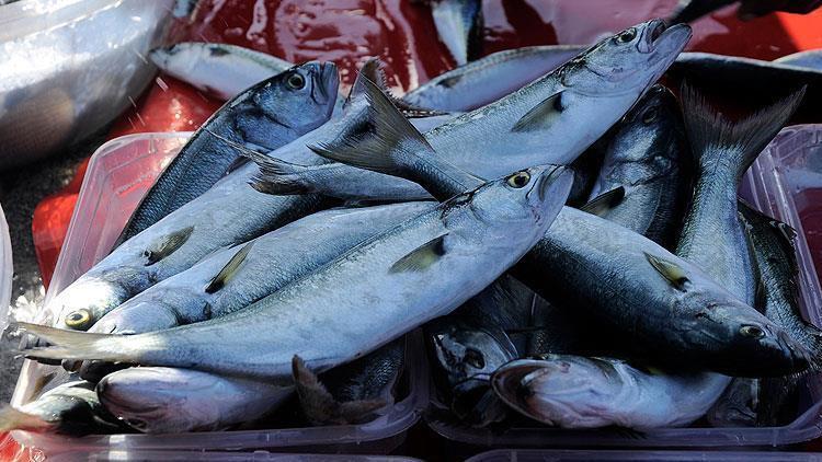 Fish of Marmara Sea can be consumed despite mucilage: Minister