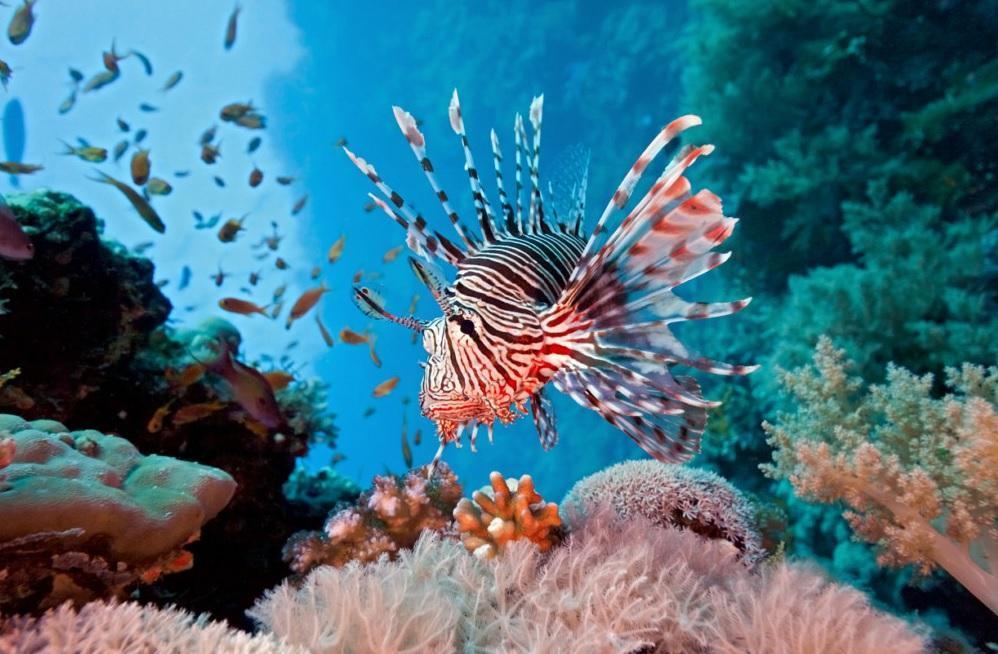 Study suggests eating invasive species to protect marine ecosystem