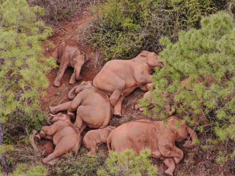 Injured baby elephant abandoned by rogue Chinese herd saved