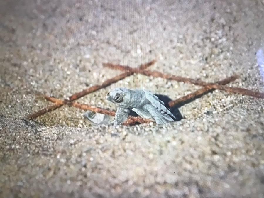 Endangered baby sea turtles hatch in İztuzu
