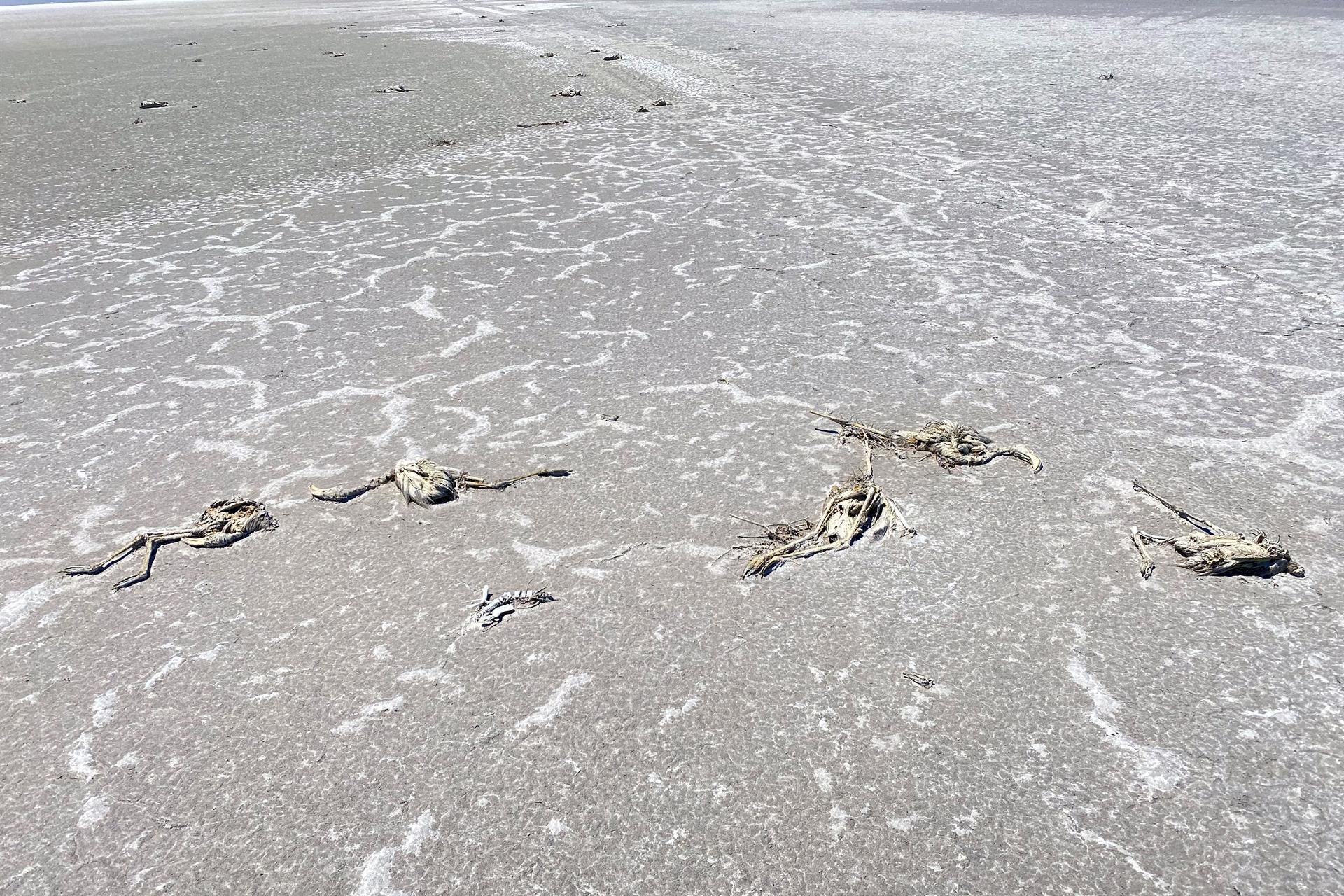 Investigation launched into mass flamingo deaths in drying lake