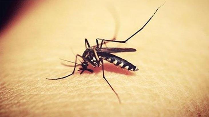 Expert fuels concerns over mosquito threat in Istanbul
