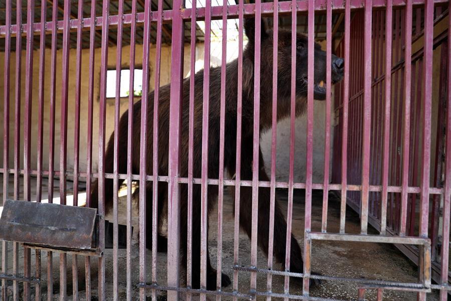 Two rescued bears head for US from crisis-hit Lebanon