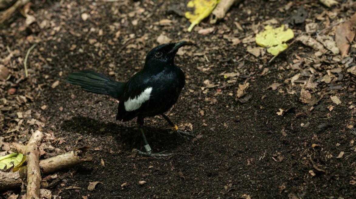 Seychelles sells digital endangered bird