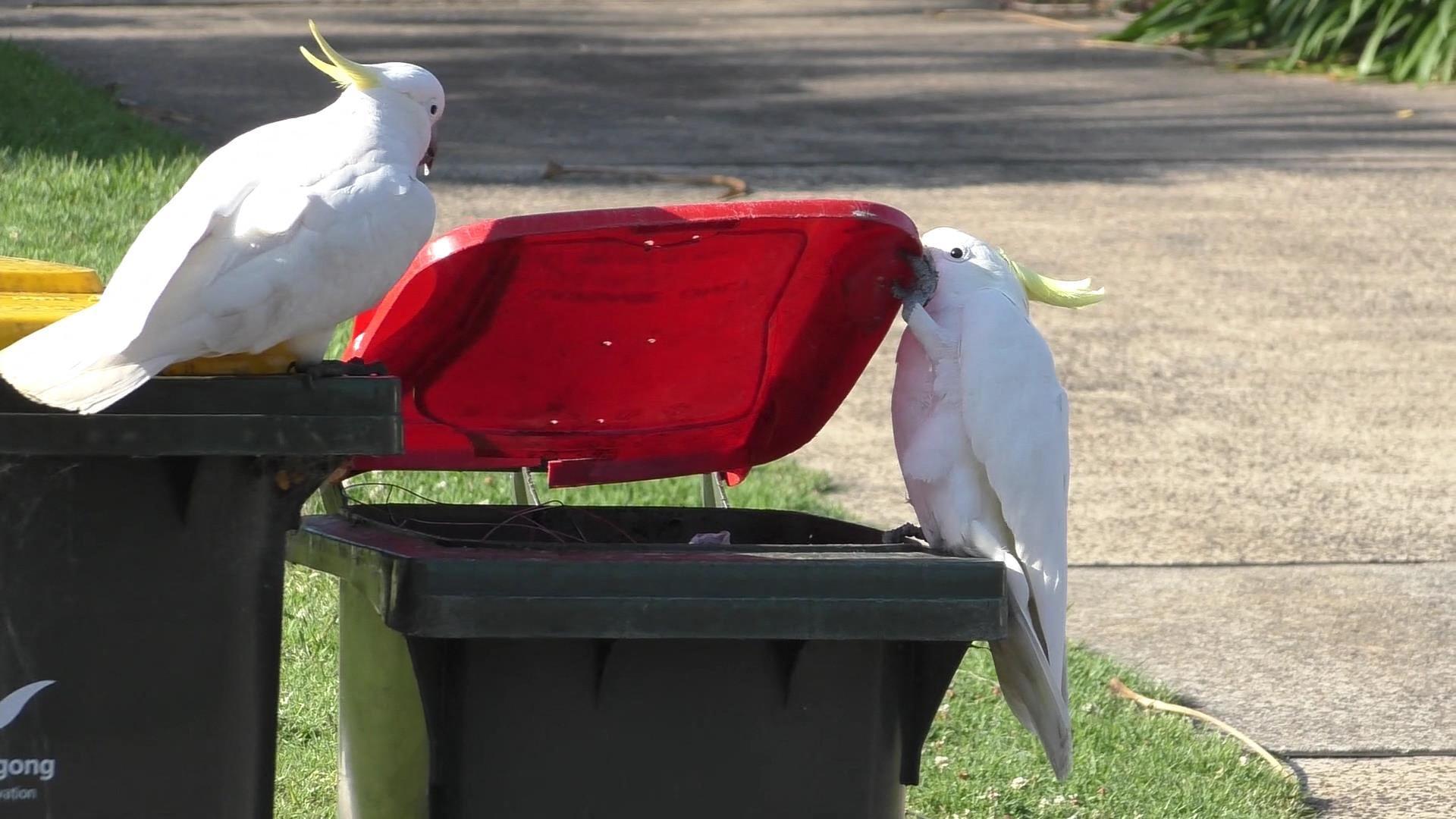 Crafty cockatoos master dumpster diving and teach each other