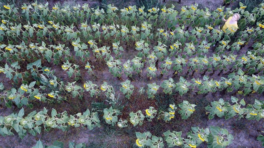 Karabük starts agro-tourism with sunflower fields