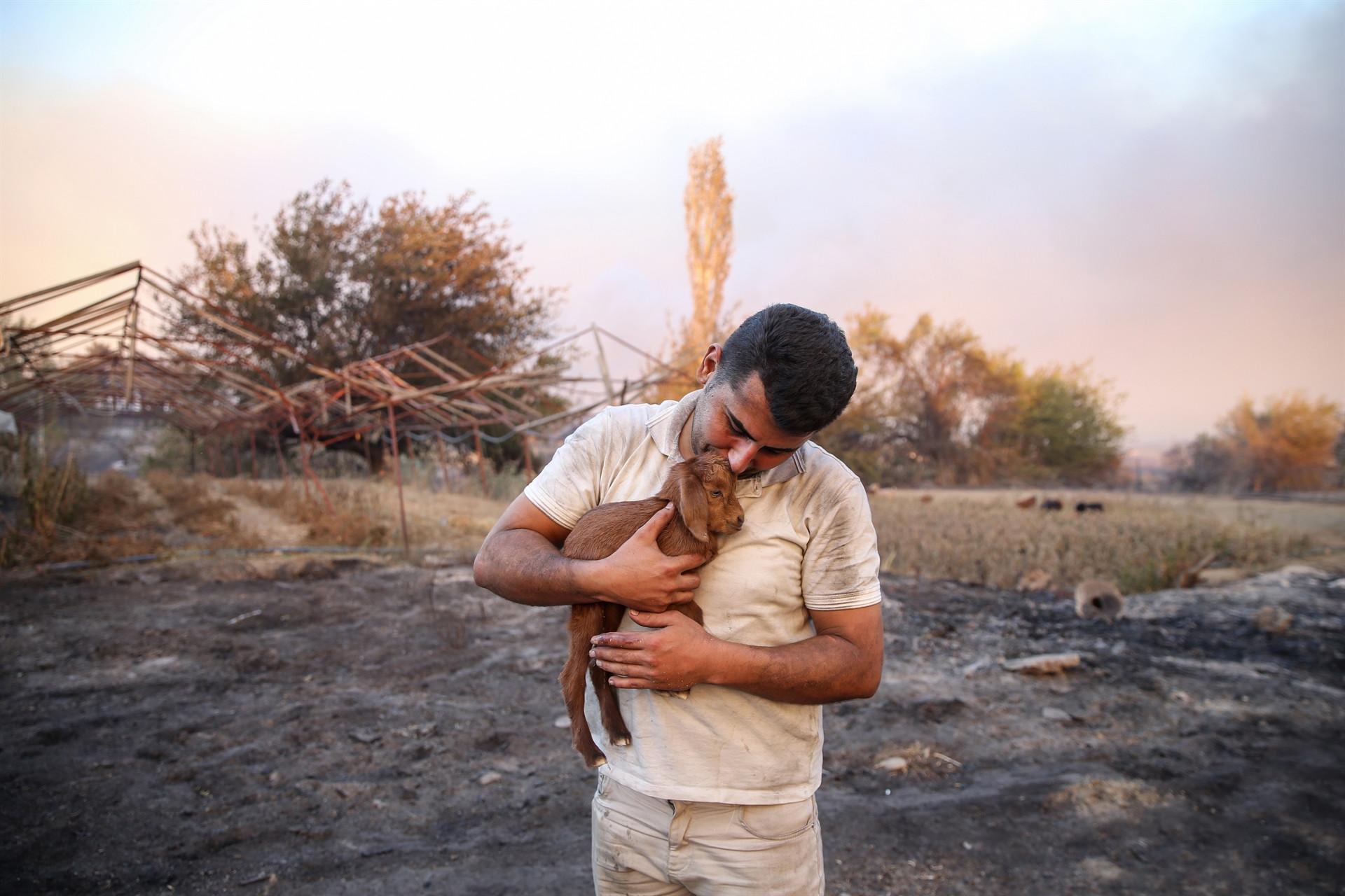 Miracle goat born from flames during forest fires