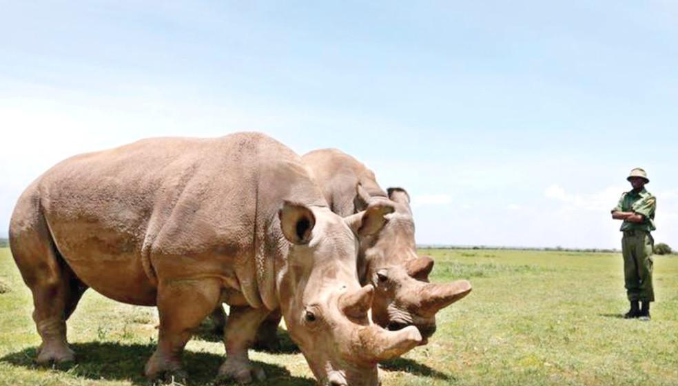 Scientists create embryos to save northern white rhino