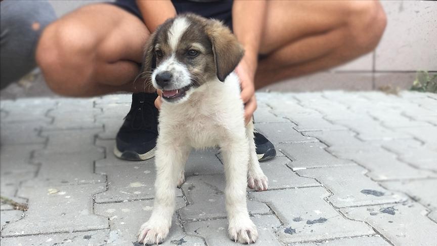 Puppy rescued from forest fire becomes disaster teams mascot